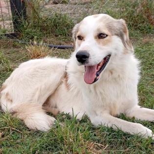 Balu sucht ein Zuhause