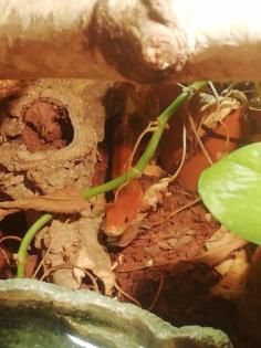 Kornnatter mit Terrarium