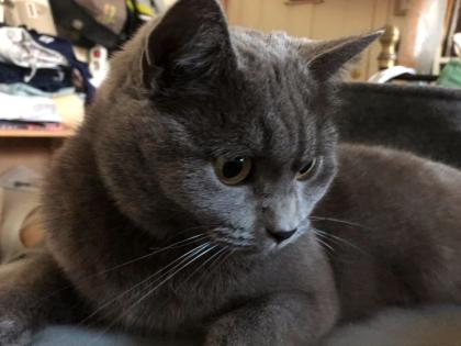 Grau -blaue Katze vermisst