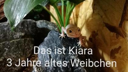 Terrarium mit Unterschrank und 3 leopardgeckos
