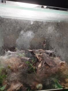 Chromatopelma Cyaneopubuscens unbestimmt