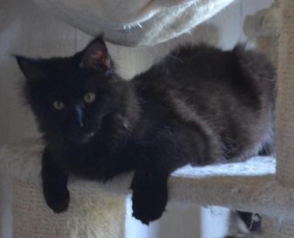 Reinrassige Maine Coon in blue und black