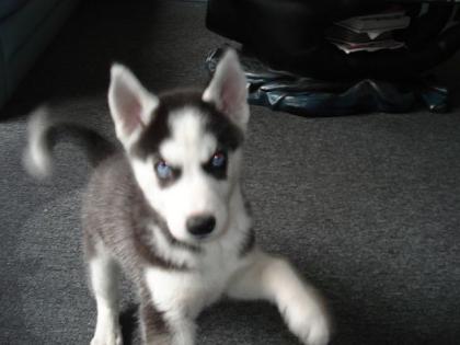 Siberian Husky
