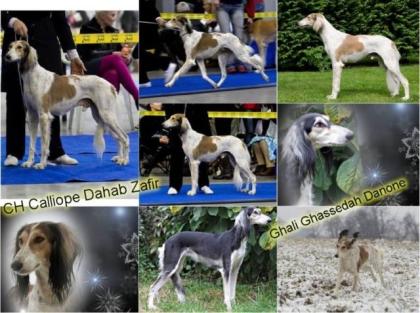Saluki Welpen