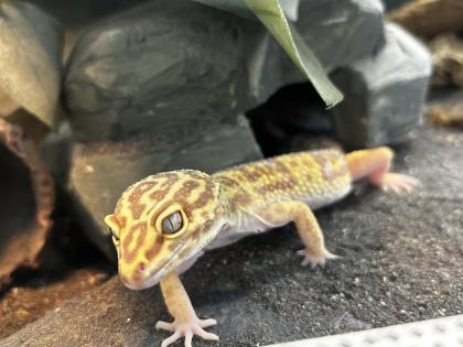 2 Leopardgeckos weiblich dringend