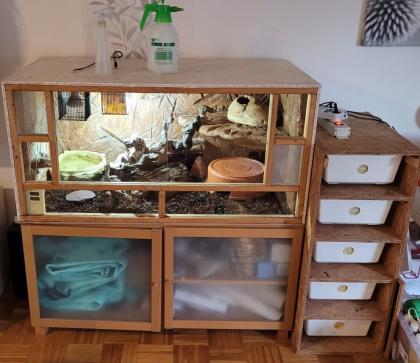 3 Pythons und vollständig eingerichtetes Terrarium