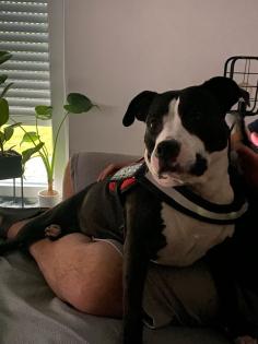 Bulldogge schweren Herzens abzugeben