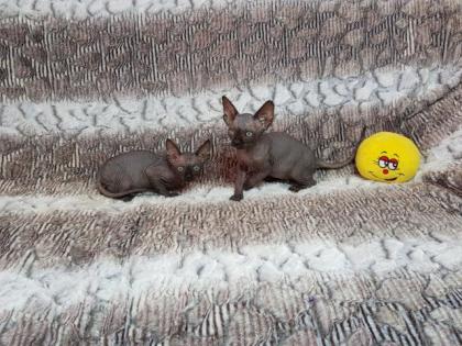 Sphynx Kitten