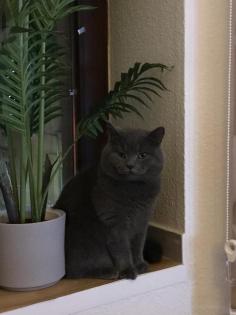 BKh Deckkater Blue