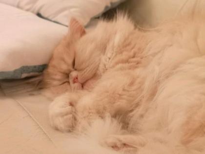 Hauskatze Langhaar Perse