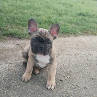 Französische bulldogge welpen