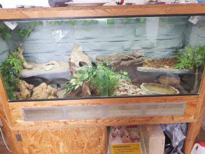 Terrarium mit 2 zwergbartagame