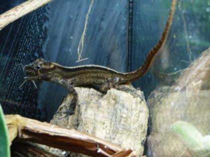 Anolis Oculatus Montanus