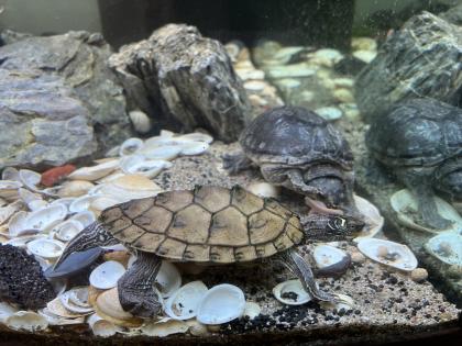 Wasserschildkröte Mississippi Höckerschildkröte