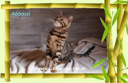 Bengal Kater Abbassi immer gut gelaunt, fröhlich und lieb