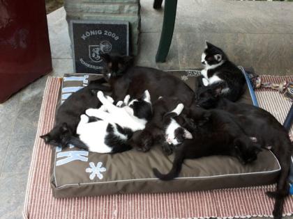 Kleine Katzen abzugeben