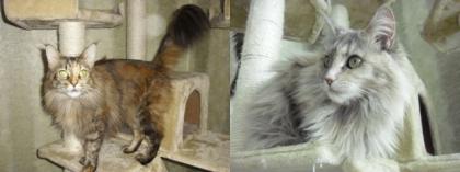 Maine Coon Geschwister Paar Josy Ivy