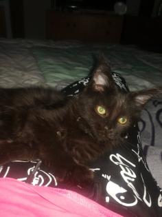 Maine Coon Kitten Weiblich