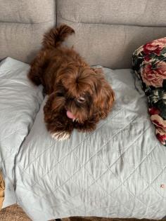 Shih-tzu Rüde