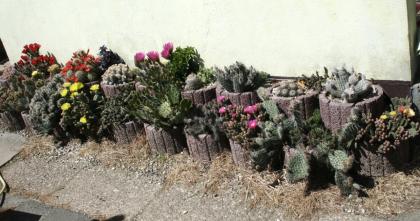 Maurische Landschildkröten, Testudo graeca ibera eigene Nachzuchten von 2023, 22, 21 und 20.