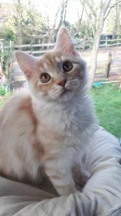 Main Coon Menschenbezogen