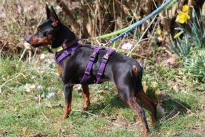 PRIMA PETZY - weiblich 3 Jahre 26 cm 3 kg Rehpinscher Gechipt Kastriert