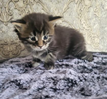 Reinrassiege Maincoon Kätzchen silver-white-Tabby/silver-black-red -Tabby
