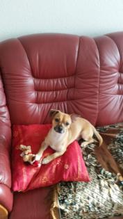 Hunde Paarung Chihuahua Mischling