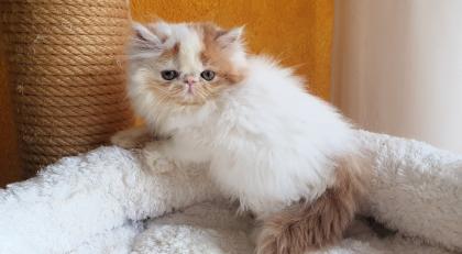 Exotic Shorthair und Perserkätzchen