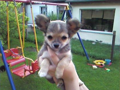 Cihhuahua Welpen