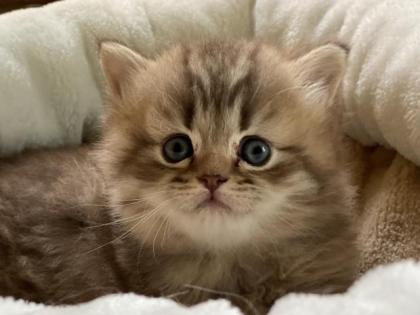 Kleine Raritäten sind unsere Kitten