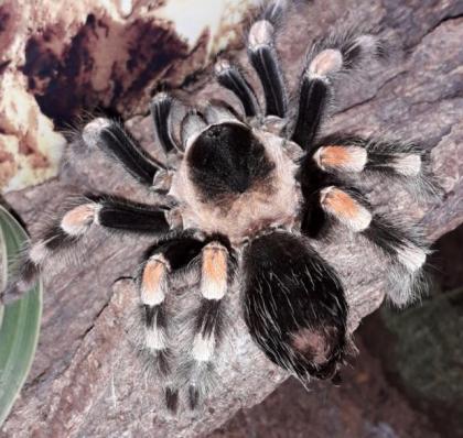 Brachypelma hamorii - Ex B. smithi - Rotknievogelspinne - Vogelspinne