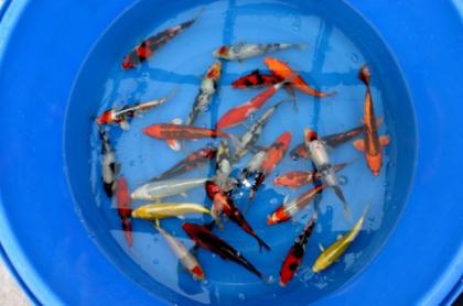KOI 12-60 cm vers. Farben