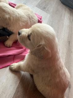 Golden Retriever Welpen