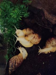 4 Achatschnecken Lisachatina Reticulata Jungtiere abzugeben