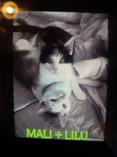 2 kleine amerikanische Shorthair Mix Katzen 16Wo, weibl.