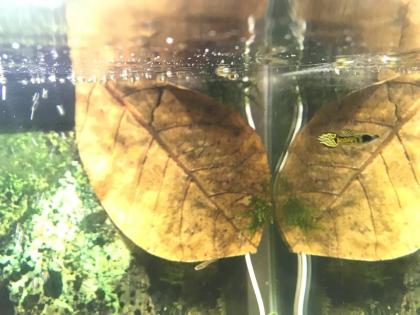 Endler Guppy Tiger