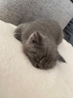 Britisch Kurz Haar BHK Kitten Kater