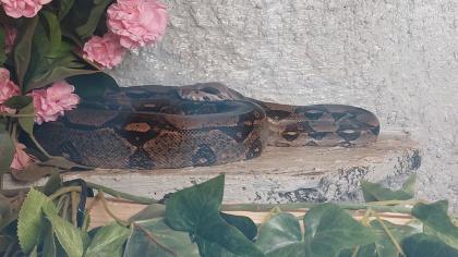 Boa zu verkaufen/ggf mit Terrarium