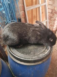 Hasen Kaninchen