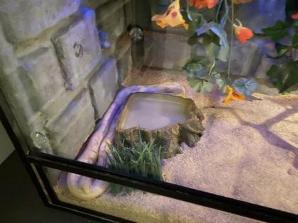 Kornnattern - weiblich inkl. Terrarium und Zubehör