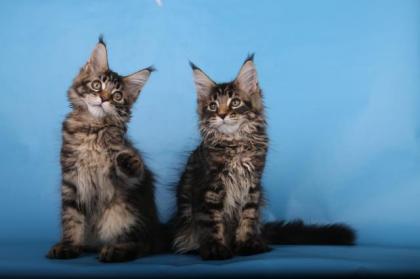 Reinrassige Maine coon Stammbaum