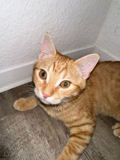 Liebevoller 5 Monate alter Kater sucht neues Zuhause