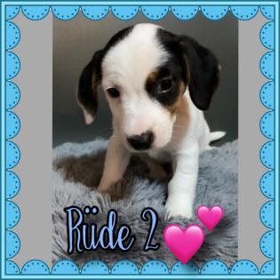 Kurzbeinige Jack Russell Welpen