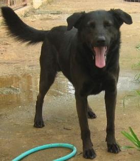 Black Nemo - ein griechischer Labrador Mix erzählt von seinem Leben