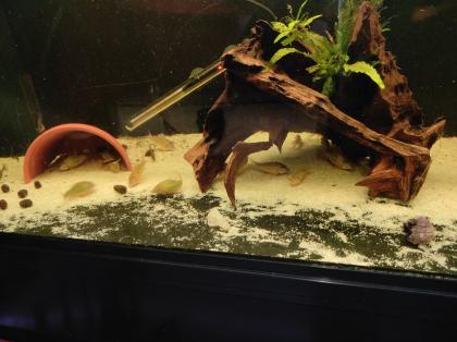 15x adulte Smaragdpanzerwelse - Corydoras splendens