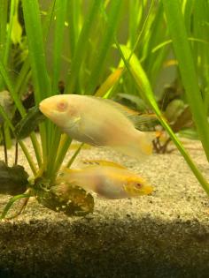 Zierfische Albino-Barsch Pärchen