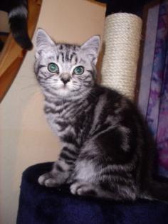 Whiskaskätzchen in black-silver-tabby-classic