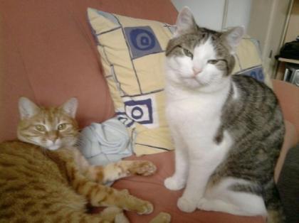 Unsere 2 Kater suchen dringend neues sehr gutes Zuhause