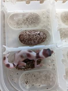 Leopardgeckos aus Rostock